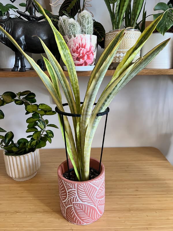 Støttering til blomsterplanter Klemme til støttering M 33x16cm