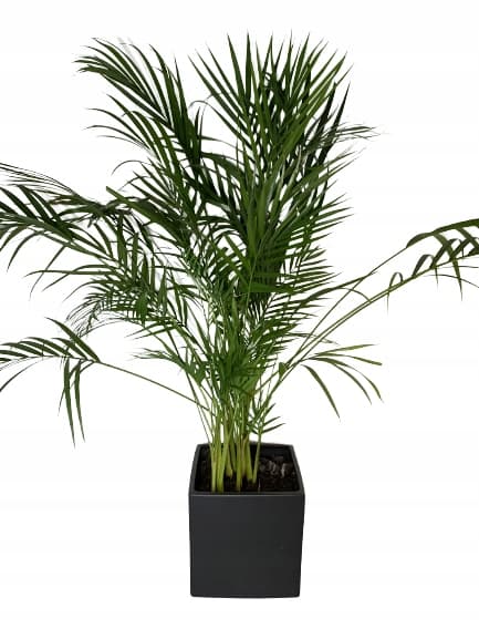 Støttering til blomsterplanter Klemme til støttering L 60x24cm