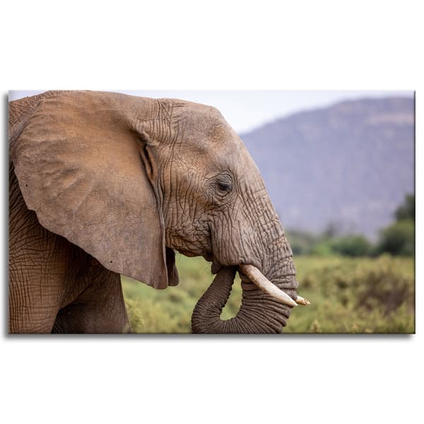Lærredstryk Dyr Elefant nærbillede 100x60 cm