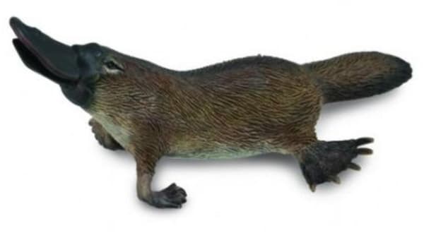 Australian vesinokkaeläin