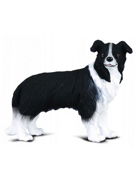 Collecta. Border Collie hund