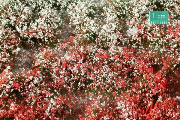 SIL726-32 Tuft Sommerblomstrende Vegetation 2 42x15
