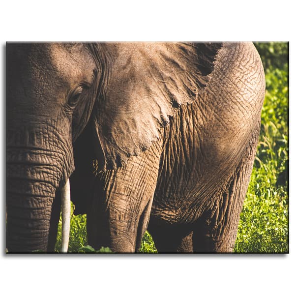 Lærredstryk Dyr Elefant Nærbillede 40x30 cm
