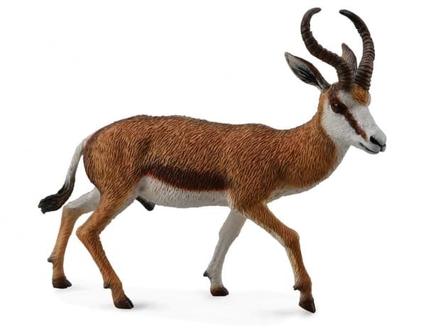 Springbok