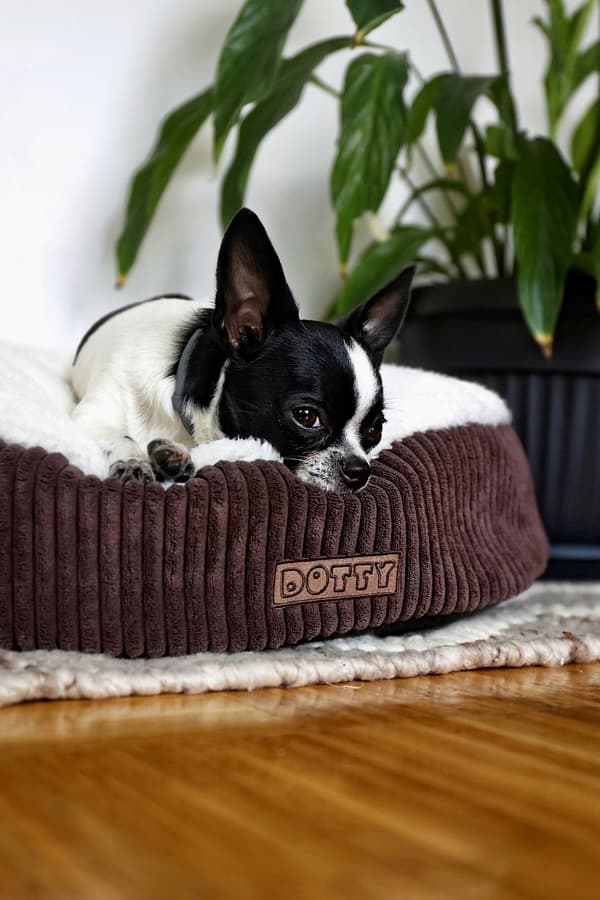 Rund pufpude til hund og kat, blød seng, DOTTY plys