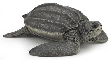 Læderskildpadde