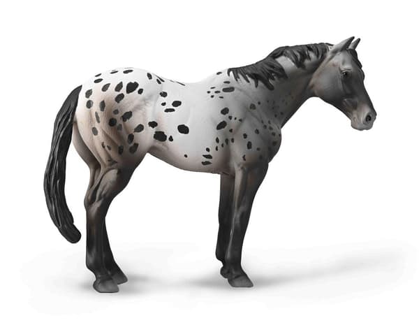 Blå Roan Appaloosa