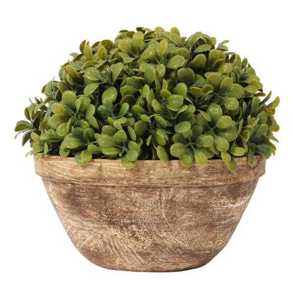 Buxbomsklump III i 20 cm kruka