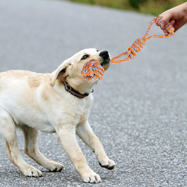 SPANKY hunddragset 5 delar