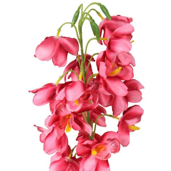 TUMMA LOHIORKIDEA