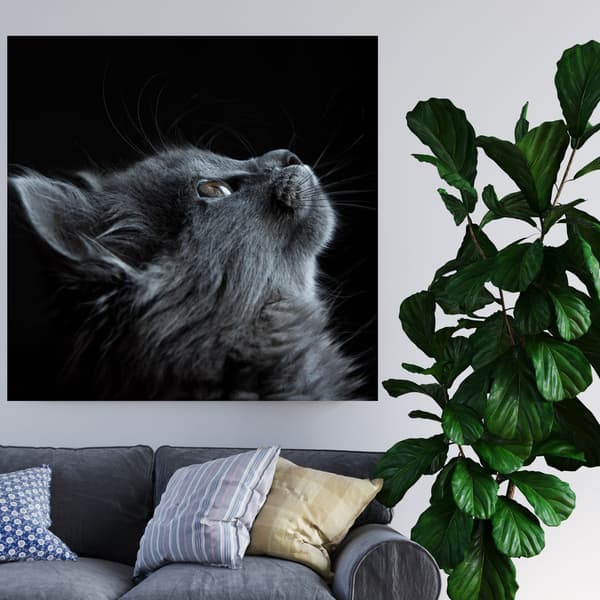 Lærredstryk Dyr Kat 80x80 cm