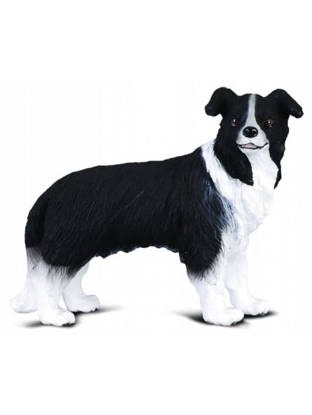 Collecta. Bordercollie-koira