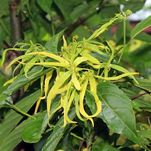 LUOMU YLANG-YLANG-ÖLJY 10ml