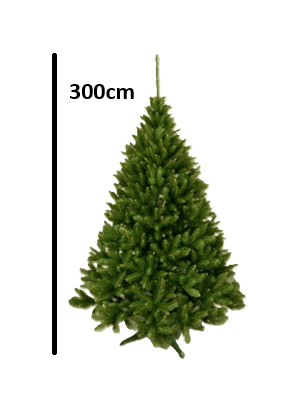 Ch. Kaukasisk gran 300 cm