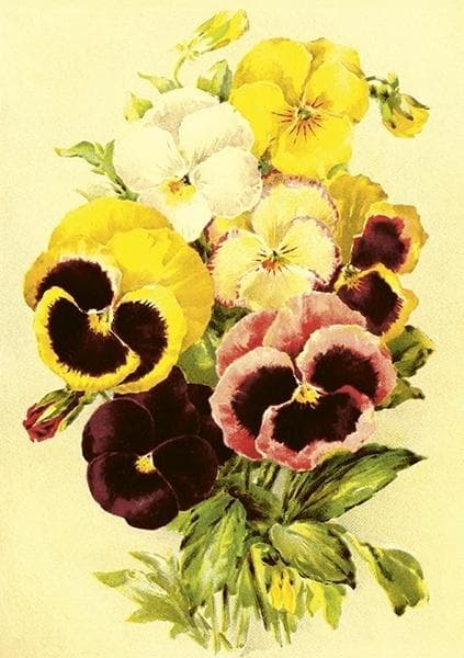 ST507 B6 kort + stedmoderblomstkuvert
