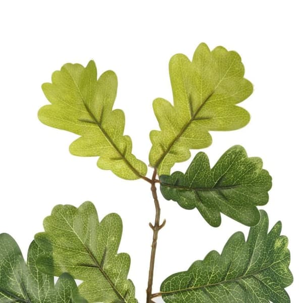 Tammenlehden oksa 60 cm