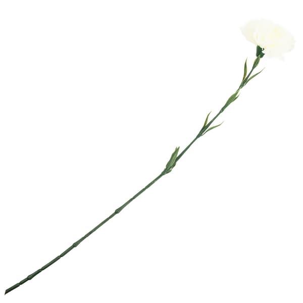 CV22527-1 NÄLIKA ENBLOMMIG VIT VACKER