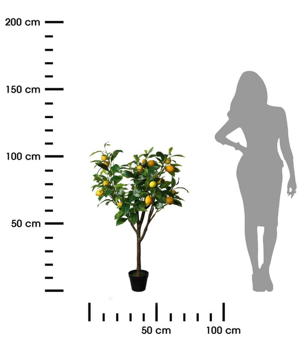 Stort citrustræ i en 115 cm potte