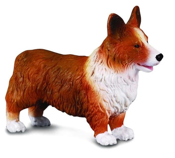 Irsk Corgie hund