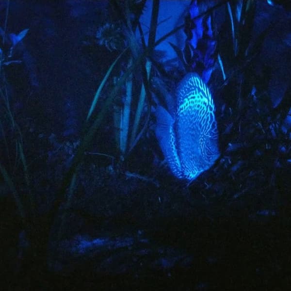 Aquael Moonlight LED - Yövalo