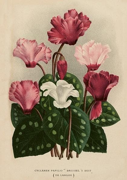 ST501 B6 kort + Cyclamen kuvert
