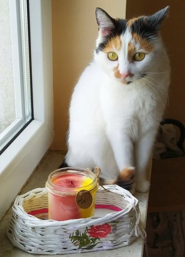 Marmorerat sojaljus Lindblomma 240g