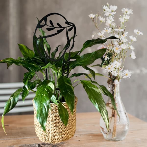 Stöd för klätterväxter Stöd för klätterblommor Pergolastege 38 cm