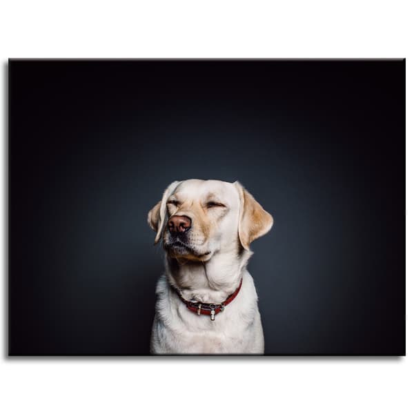 Lærredstryk Dyr Hund Sort baggrund 40X30