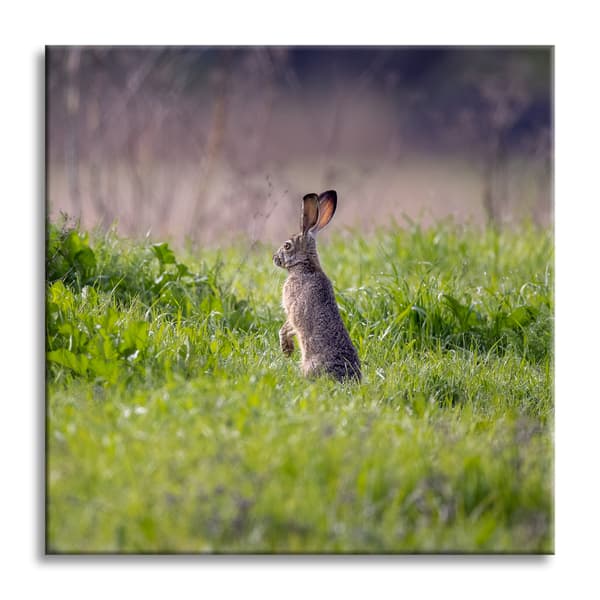 Canvastavla Djur Hare 90x90 cm