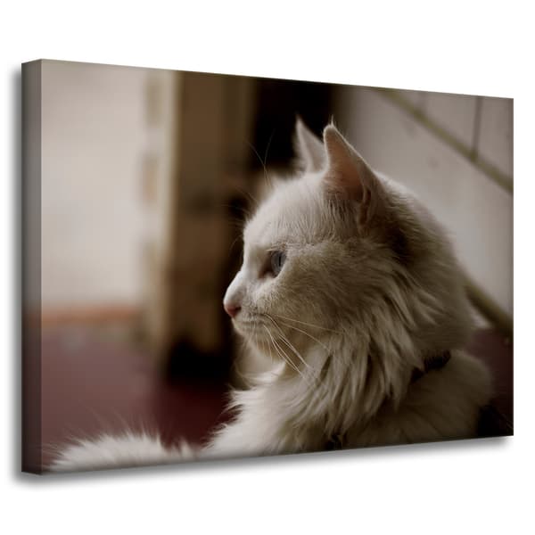 Lærredstryk Dyr Hvid kat 70x50 cm