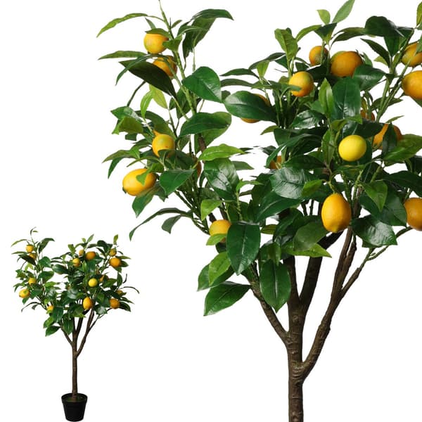Stort citrusträd i en 115 cm kruka