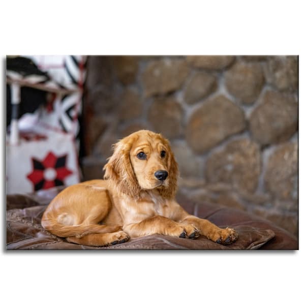 Canvastavla Djur Cockerhund 90x60 cm
