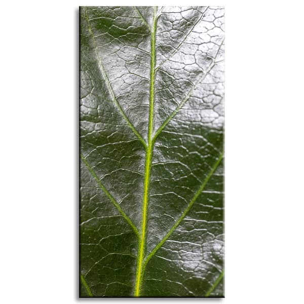 Canvastavla Botanik Ormbunkeblad 60x120 cm