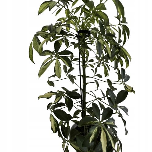 Klemmestøttering til blomsterplanter, støttering S60x5cm x3