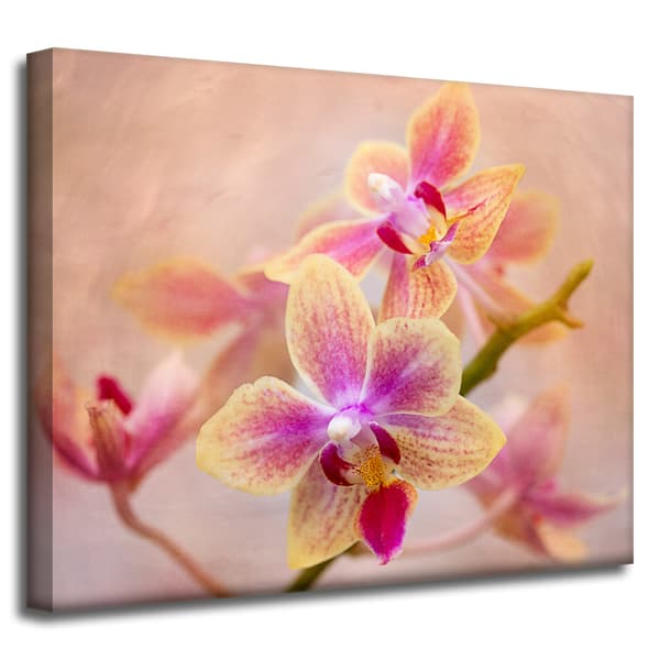 Lærredstryk Botanik Blomst Orkidé 50x40 cm