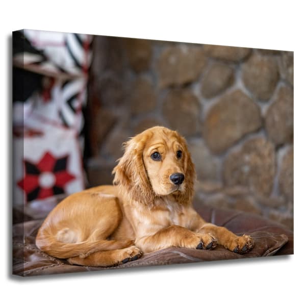 Lærredstryk Dyr Cocker Dog 40x30 cm
