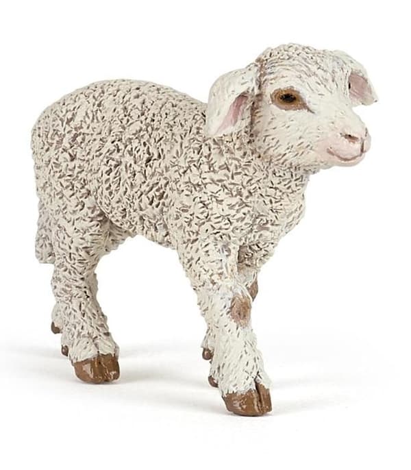 Merino får