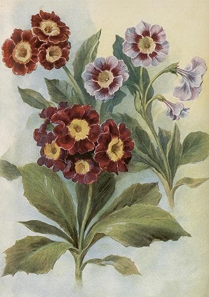 ST515 B6 kort + kuvert Stilkløs primula