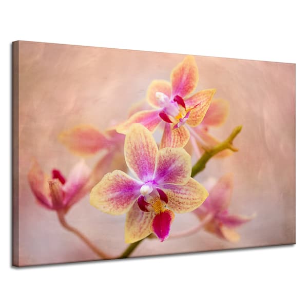 Lærredstryk Botanik Blomst Orkidé 120x80 cm