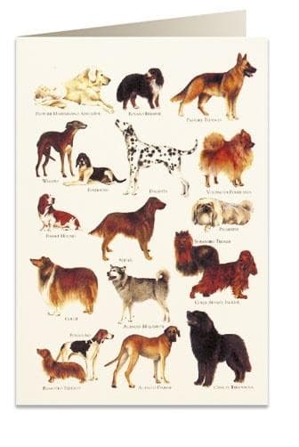 B6 kort + kuvert 8948 Hunde 2