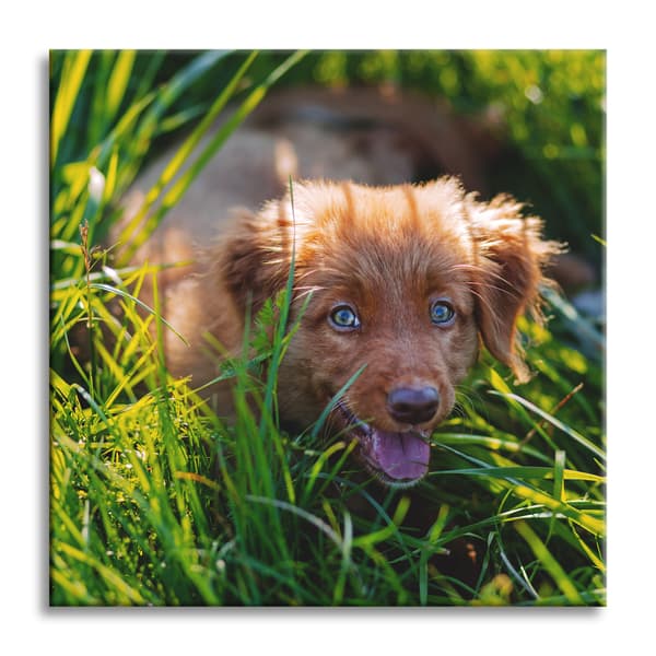 Lærredstryk Dyr Hund i græsset 90x90 cm