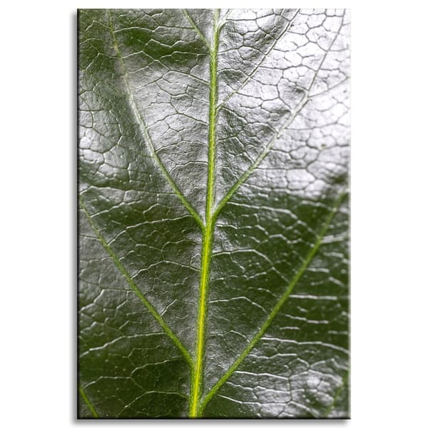 Canvastavla Botanik Ormbunkeblad 60x90 cm