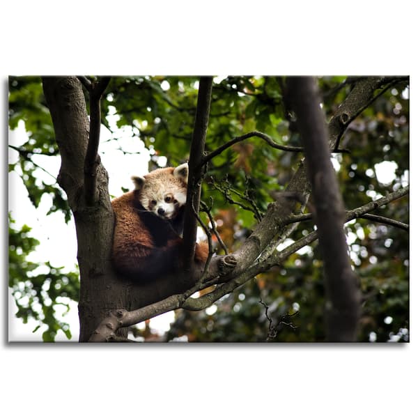 Canvastaulu Eläimet Punainen Panda 90x60 cm
