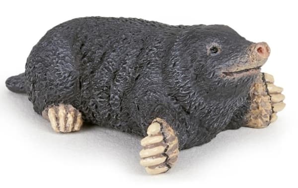 Muldvarp