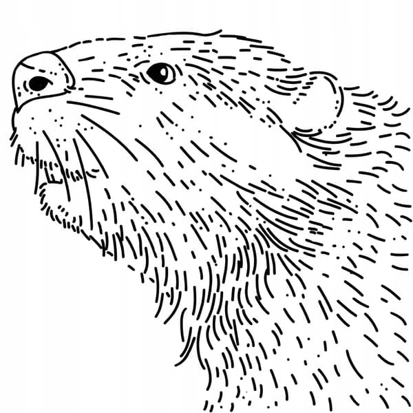 Craftbe Kaffebønner Noble Beaver 1kg