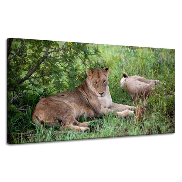 Lærredstryk Dyr Løvinder 120x60 cm