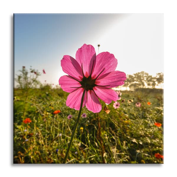 Canvastavla Botanik Rosa blomma 90x90 cm
