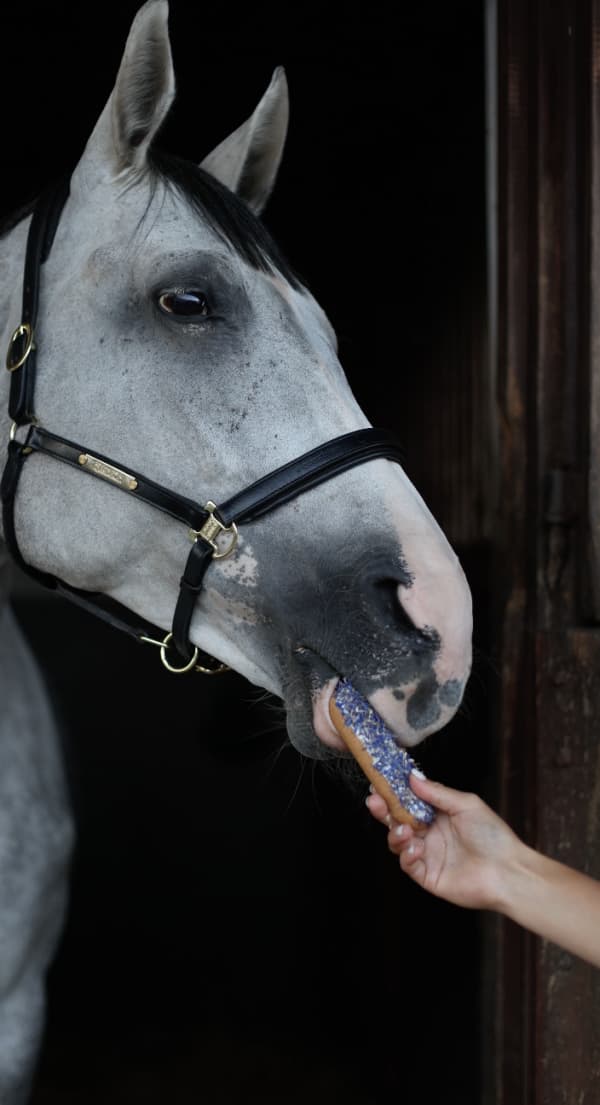 Eclair Candy Horse Blå Kornblomst