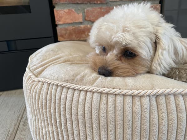 Rund pufpude til hund og kat, blød seng, DOTTY plys