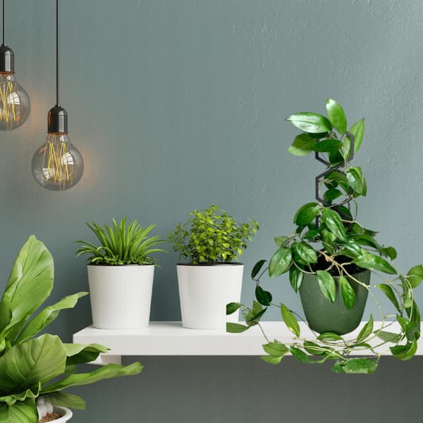 Stöd för klätterväxter Stöd för klätterblommor Pergolastege L 40 cm